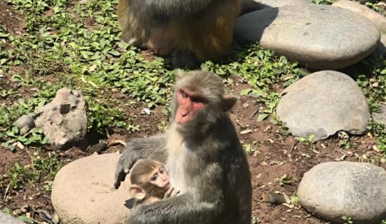 生態(tài)因子生物多樣性監(jiān)測系統(tǒng)方案 實(shí)時監(jiān)測為生物多樣性保護(hù)政策制定